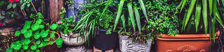 Vasos de Plantas