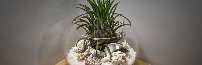 Air Plant em terrário