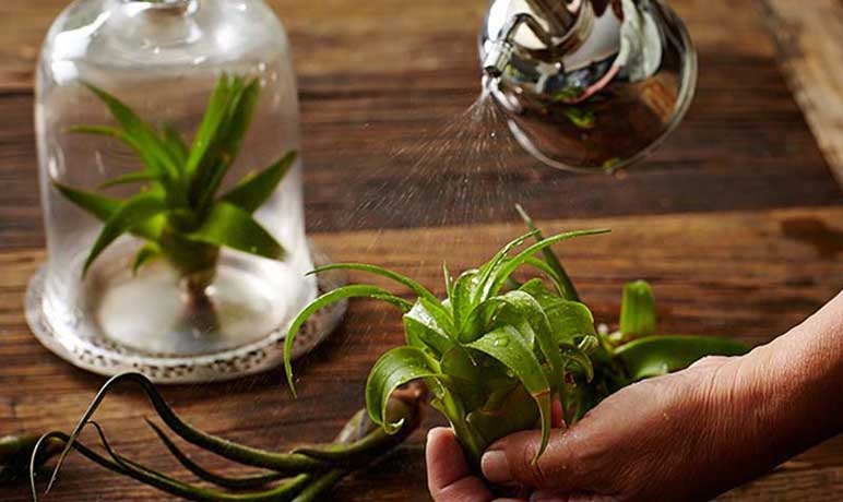 Rega de air plants