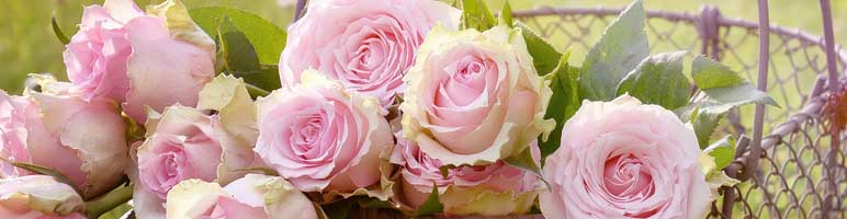 Flores e seus significados: como presentear no dia das mães - Blog  Plastprime
