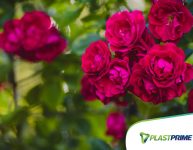Como cultivar rosas em casa?