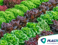 Como plantar alface em casa?