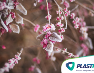 Como proteger as plantas da geada?
