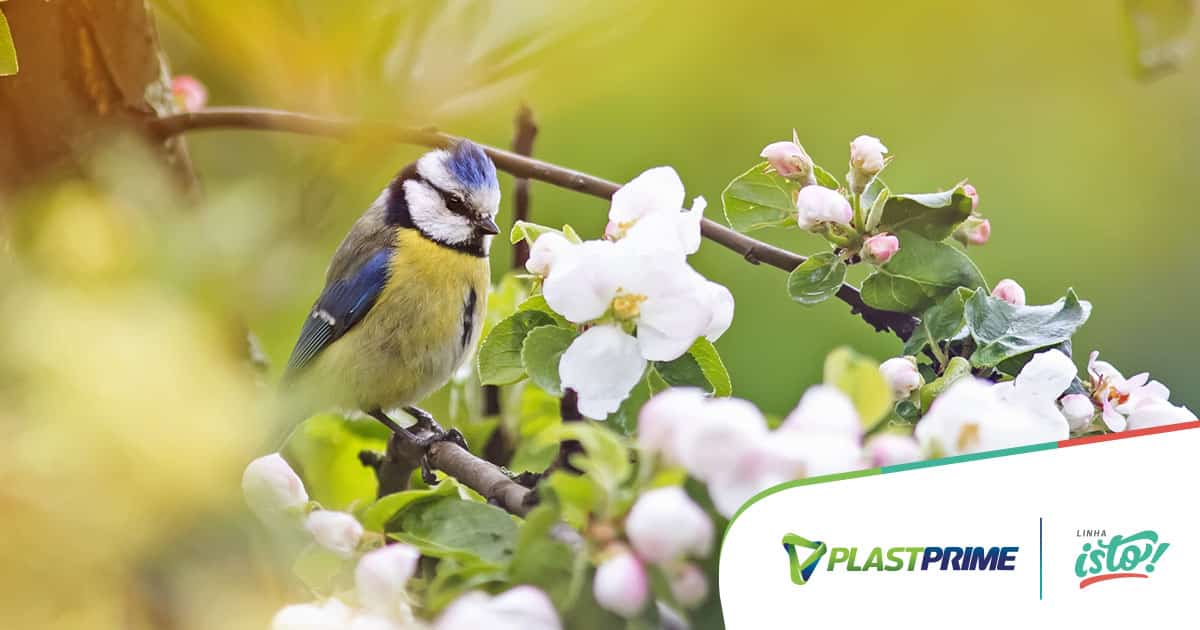 10 Plantas Que Atraem Passaros Para Seu Jardim Blog Plastprime 10 Plantas Que Atraem Passaros Para Seu Jardim Blog Plastprime
