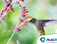 10 plantas que atraem pássaros para seu jardim
