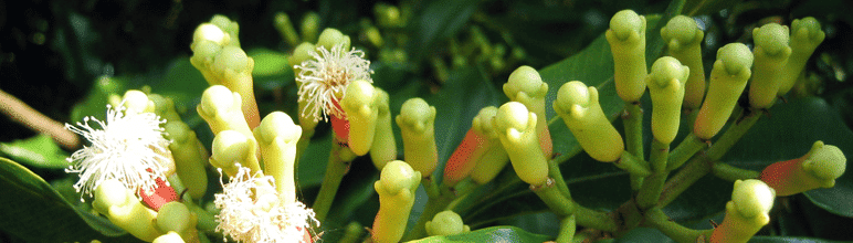 Planta para lembrancinha