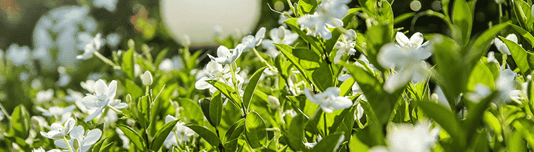 Casa perfumada: conheça as plantas certas para isso! - Blog Plastprime