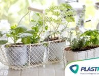 Horta em apartamento: o que plantar?