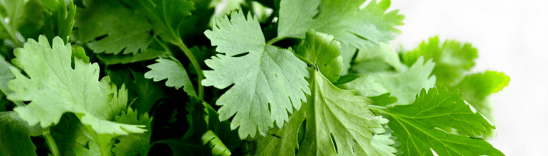 plantas coentro