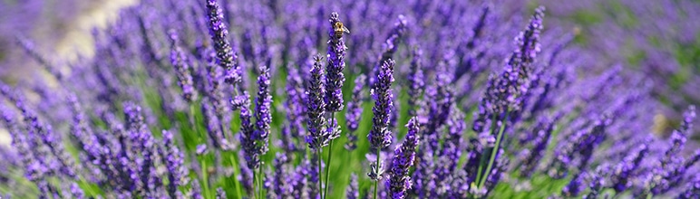 Lavanda ajuda seu sono.