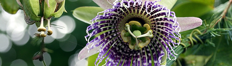 Flore de maracujá para chás que ajudam no sono.