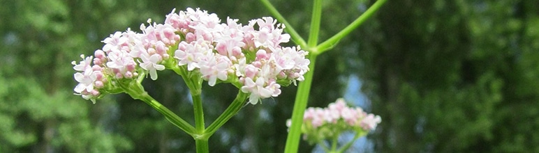 Valeriana para chás.