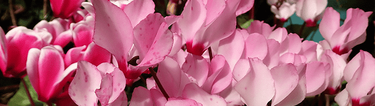 Flores no inverno? Conheça espécies resistentes ao frio - Blog Plastprime Flores no inverno? Conheça espécies resistentes ao frio - Blog Plastprime