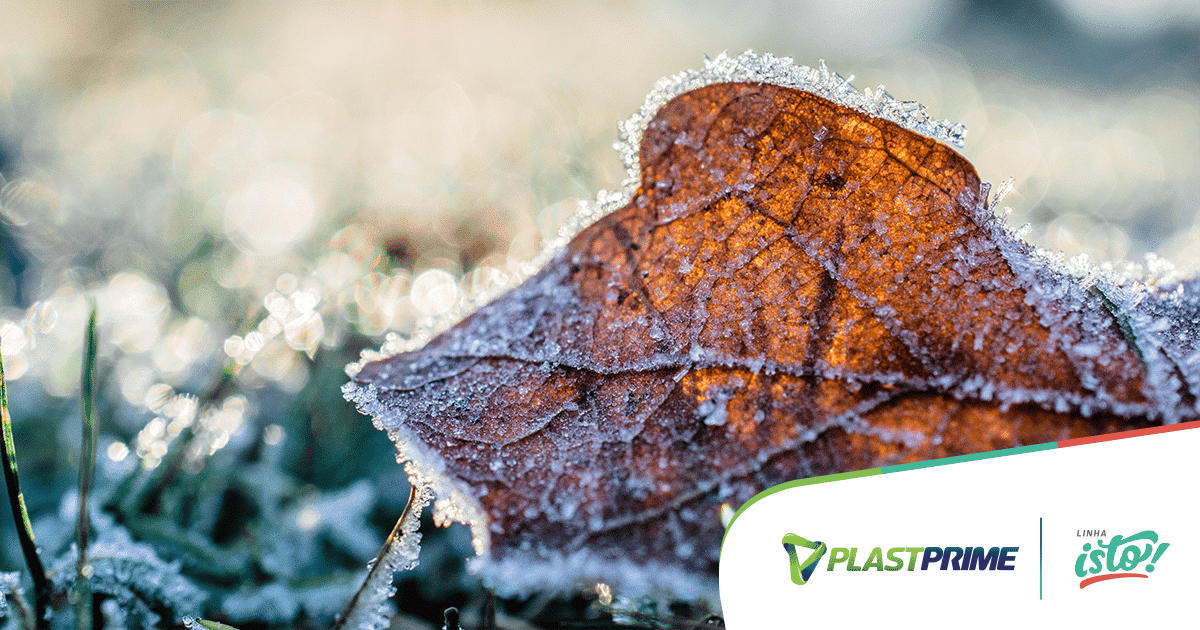 Flores no inverno? Conheça espécies resistentes ao frio - Blog Plastprime Flores no inverno? Conheça espécies resistentes ao frio - Blog Plastprime