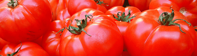 tomates