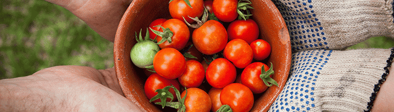 tomate cereja