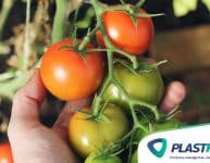 Tomate: dicas de plantio!