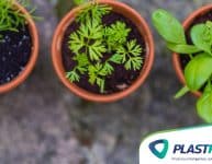 5 legumes para plantar em vasos!