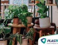 Dicas para utilizar plantas na decoração