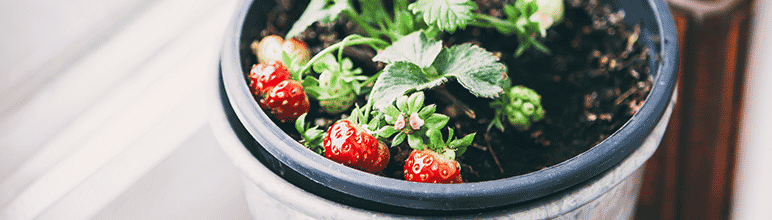 morangos plantados em vaso