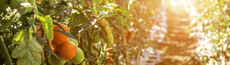 plantação de tomates