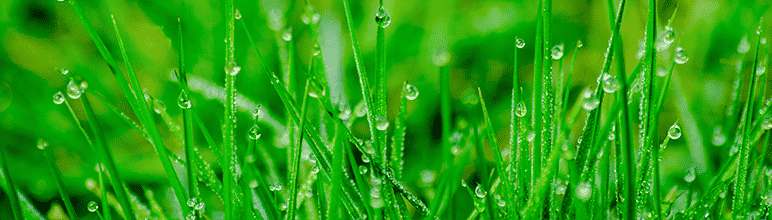 planta aromática para sua horta