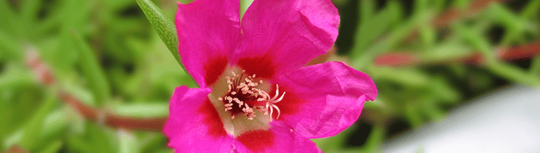 Flor onze horas para ter dentro de casa