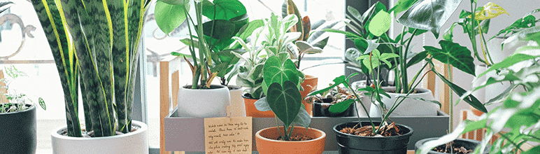 Plantas verdes decorando o ambiente.