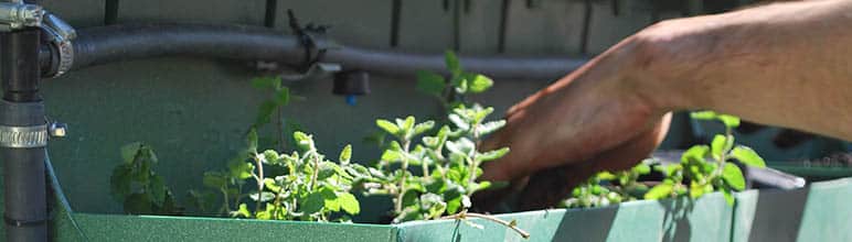 Plantando em jardim vertical.