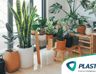 Dicas de decoração: utilizando plantas para decorar!