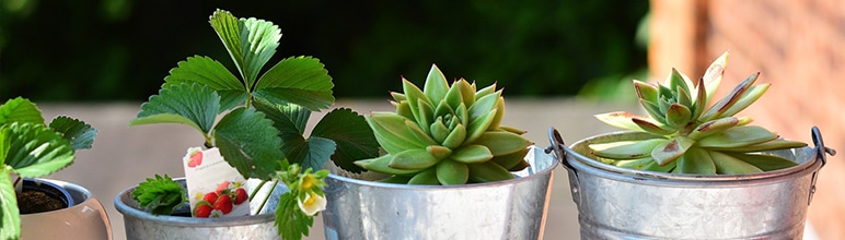 Plantas verdes platadas em vasos.