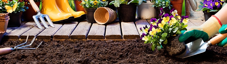 Colocando adubo em plantas de vaso