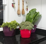 Horta cultivada na cozinha.