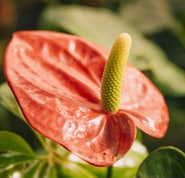 Anturio como planta para jardins verticais.