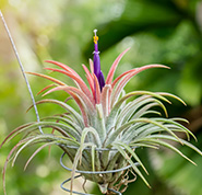 plantas pendentes em urban jungle.