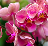 orquídeas para se ter dentro de casa.