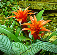 bromelia como planta dentro de casa.