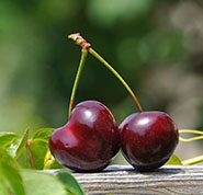 Arvores frutiferas para pássaros.