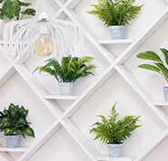 plantas decorativas