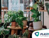 10 tipos de plantas para ambientes internos