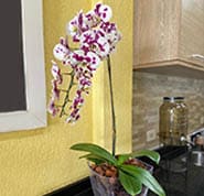 Orquídeas são plantas para ambientes internos