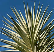 Iuca ou Yucca