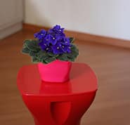 Violeta é uma plantas para ambientes internos 