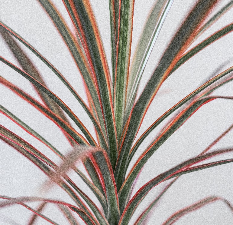 Dracena, planta para ambiente interno