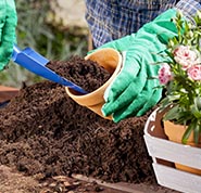 Adubando plantas no vaso.