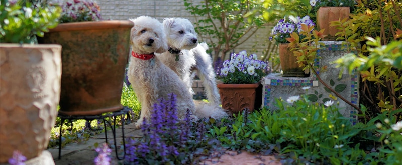 Cachorros, animais de estimação.