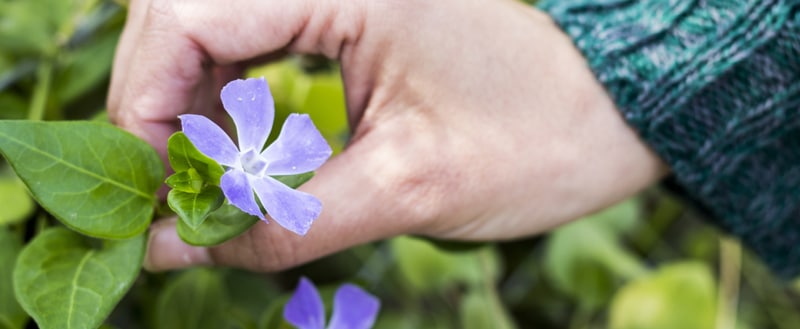 Retirar folhas velhas das plantas para durarem mais.