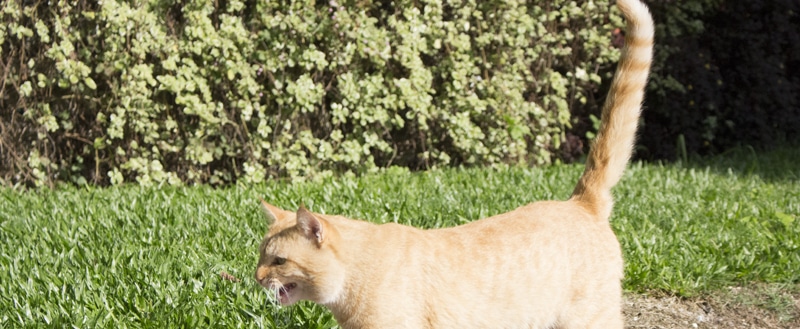 gato no gramado.