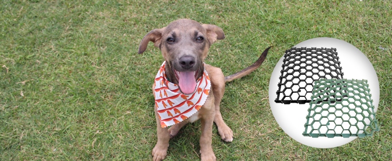 cachorro ao lado de piso modular.