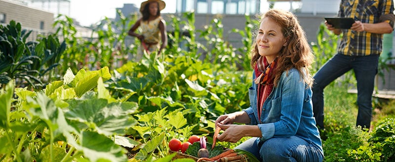 alimentos orgânicos cultivados por pequenos produtores.